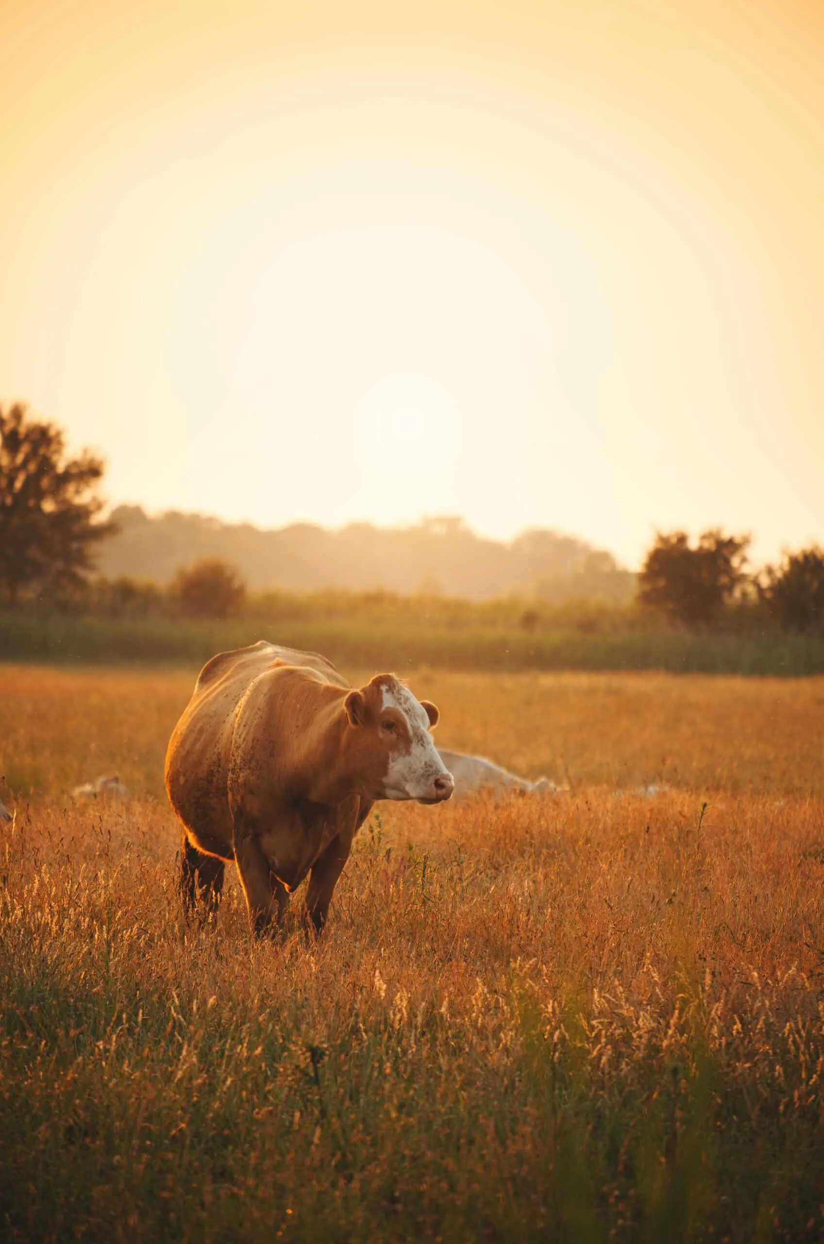 Scalable E-Commerce Platform for a Meat Distributor – Dean Street